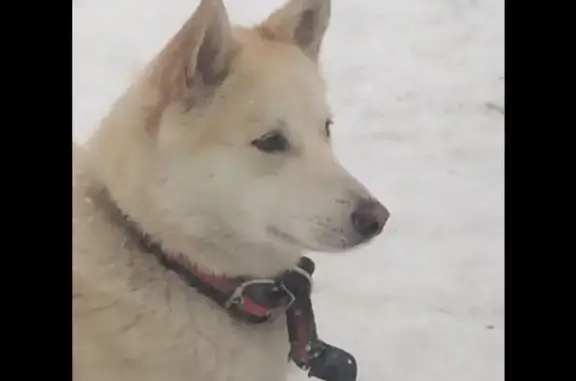 Пропала собака с одним глазом в деревне Аббакумово, Московская область