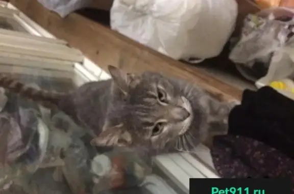 Пропала кошка, найден серый кот в Бирюлево Западное