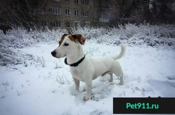 Пропала собака в Таганроге на ул. Бабушкина