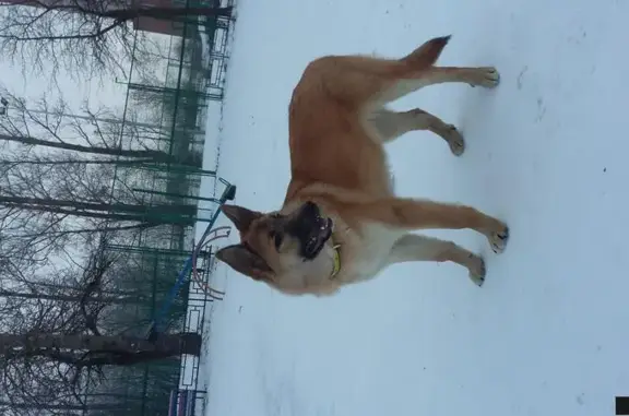 Найдена рыжая собака с ошейником в СПб, Пулковский Меридиан