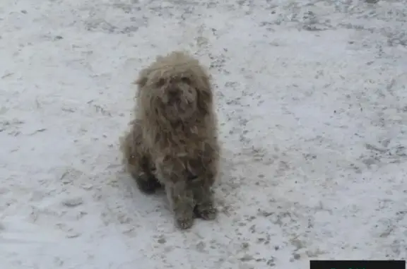 Пропала добрая собака на Вокзальной улице, Московская область