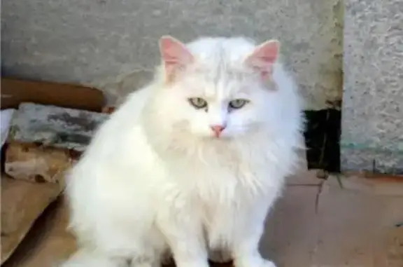Найден крупный белый кот в Симферополе, ул. 1-й Конной