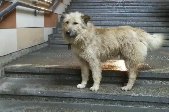 Найдена собака около метро Домодедовская