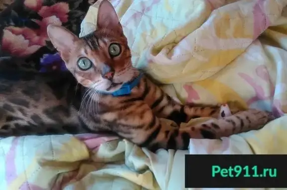 Кошки потеряшки, Скалистовское, фото: Потеряшка кошка с немного надорванным ушком в Трудолюбовке, Крым