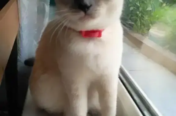 Кошки потеряшки, Альбурикент, фото: Потеряшка белая кошка в Альбурикенте, улица Мурсалова