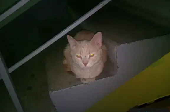 Найдена кошка на Старобитцевской улице