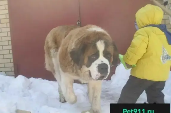 Пропала собака сенбернар с клеймом в Набережных Челнах, возможно в Екатеринбурге.