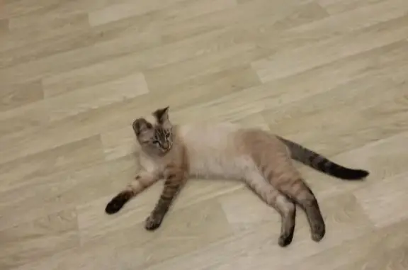 Найдена ласковая кошка на Молодёжной, Новочебоксарск