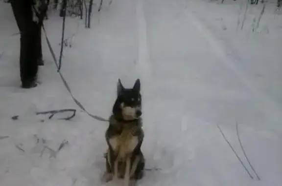Пропала собака Айна в лесу Нагулино, Нижний Новгород