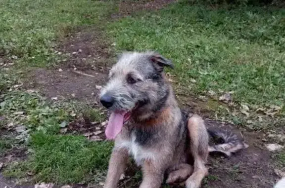 Пропала собака в Люберцах, помесь волкодава, 3 года.
