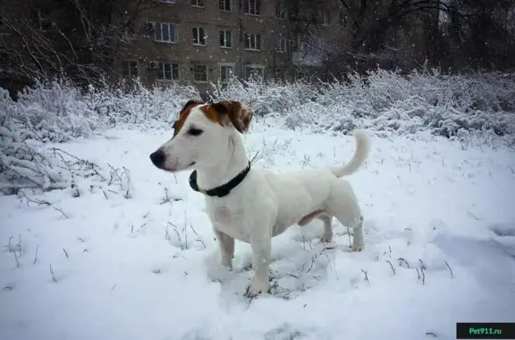 Пропала собака в Таганроге: Джек Рассел терьер Корсар