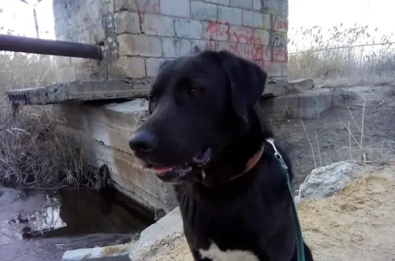 Пропала собака в Трусовском районе, Астрахань