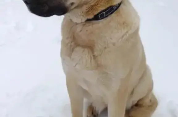Найдена собака в СНТ Дружба, Истра, Московская область
