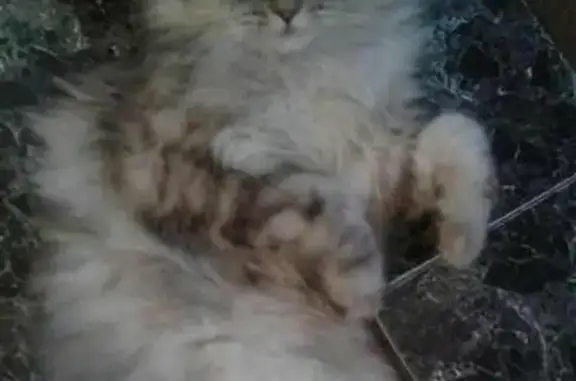 Пропала кошка в с. Пешково, Ростовская область