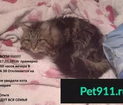Пропал кот на Проспекте Мира 38 в Омске