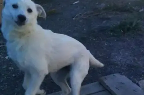Пропала собака в Мирном, Крым.