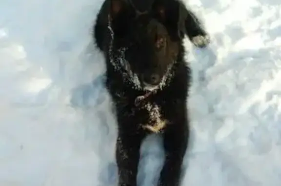 Найдена добрая черная собака возрастом менее года на Артельной 13, Нижний Новгород