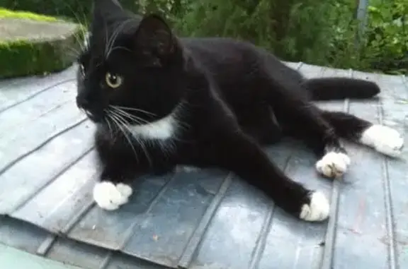 Пропала кошка в Ильинском, Московская область