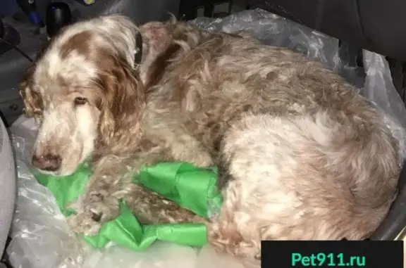 Пропала собака в Тимирязевском с ошейником после аварии