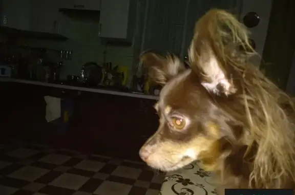 Пропала собака в Поярково, Московская область