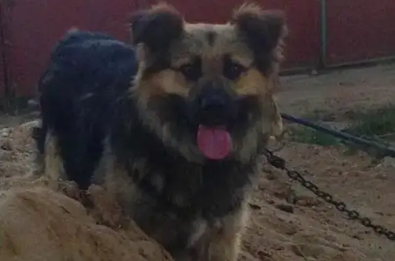 Пропала собака в деревне Раково, Пушкинский район