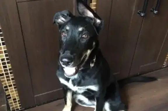 Найдена добрая собака в Южном Бутово