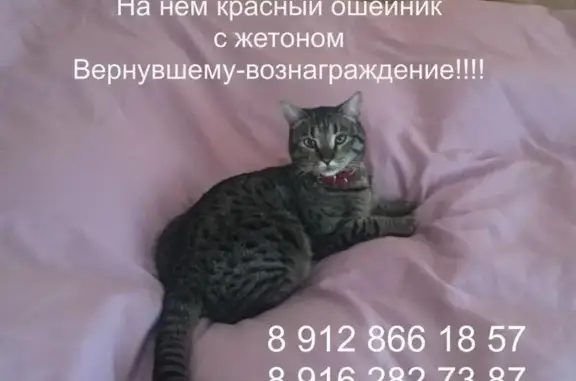 Пропал кот в Немчиновке, вознаграждение гарантировано.