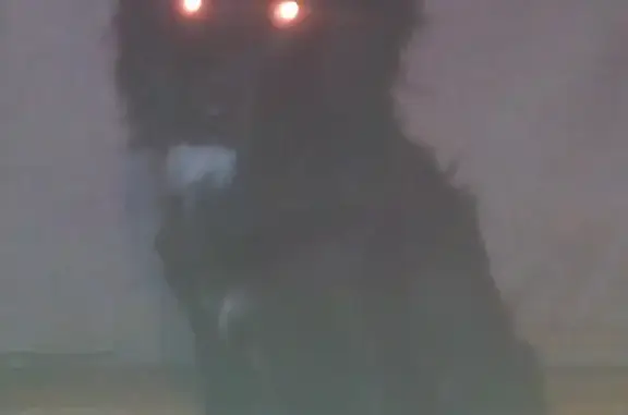 Найденные животные Нижний Новгород, фото: Найдена собака в Канавинском районе, черный с белым галстуком