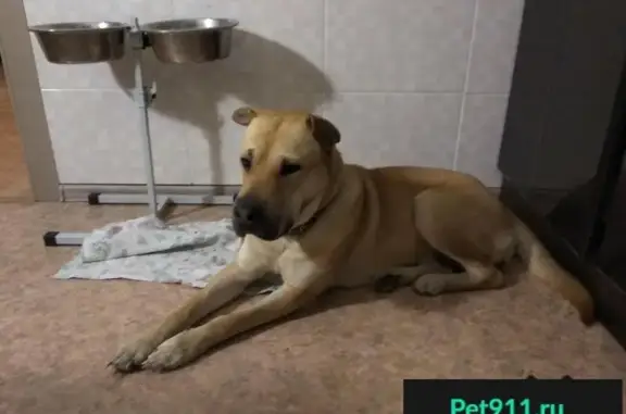 Пропала и найдена умная собака в Уфе, район Остановки 