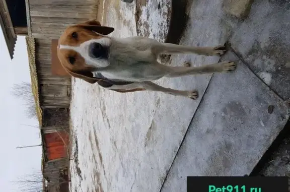 Собаки потеряшки, Зензеватка, фото: Потеряшка и найдена собака в хуторе Фастов/Широков, Россия