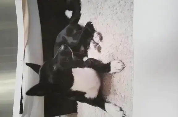 Собаки потеряшки, Деревянное, фото: Потеряшка собака в Деревянном селении Карелии