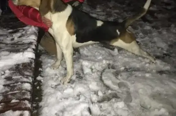 Собака без хозяина на Красной Поляне, Сочи