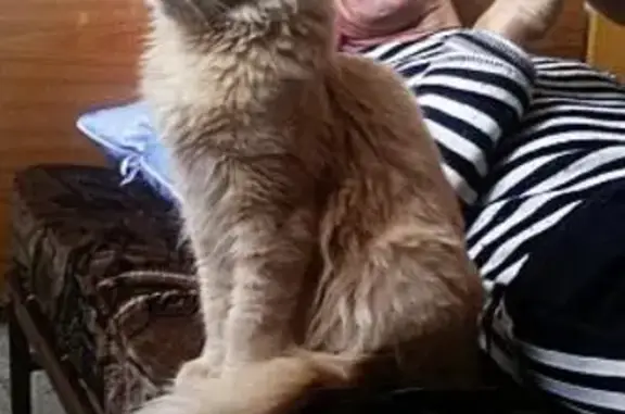 Пропала кошка на Буденновском проспекте, Ростов-на-Дону