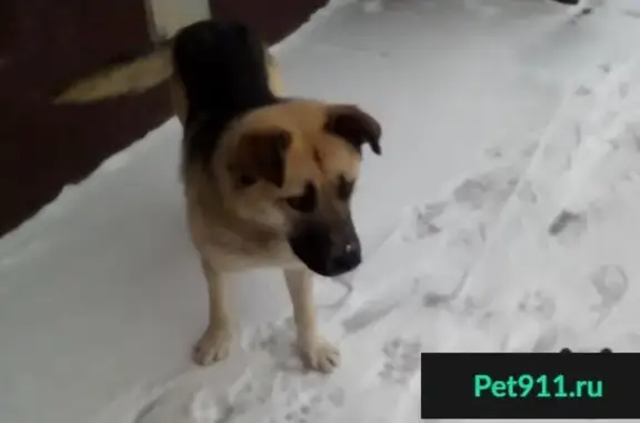 Пропала собака в ЖК Олимп, Клин