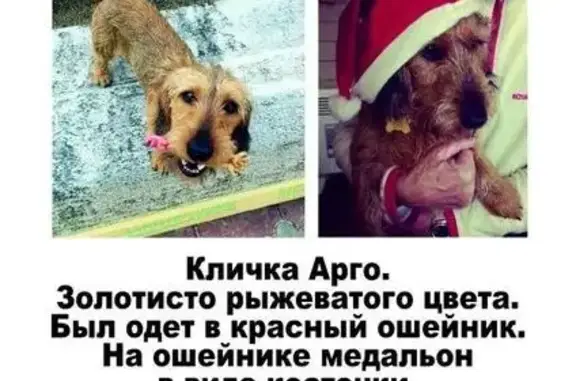 Пропала собака в Дорохово, МО!