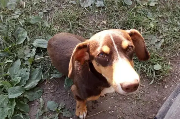 Пропала собака Спартак возле т.ц. Дедовский, Московская область