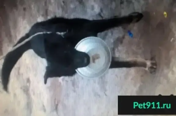Пропала собака в Городище на улице Фрунзе