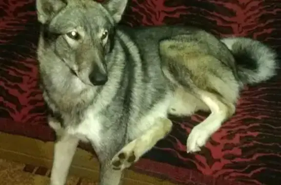 Пропала собака в Угранском районе, вознаграждение гарантирую