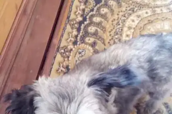 Собаки потеряшки, Купелицы Снт, фото: Потеряшка собака в Наро-Фоминском р-не, район Купелицы.