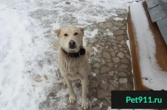 Собаки потеряшки, , фото: Потеряшка собака, найден кобель в Вороново.