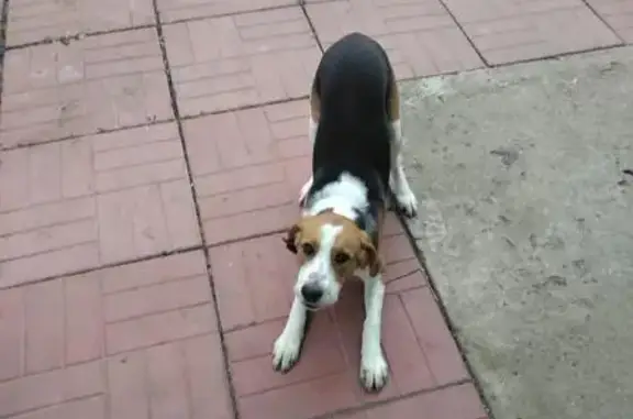 Пропала собака в деревне Боброво, Ленинский район, Московская область