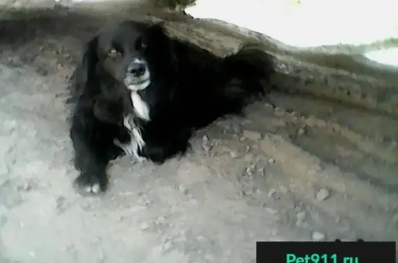 Пропала собака в районе Лепсе, Киров, тел: ...