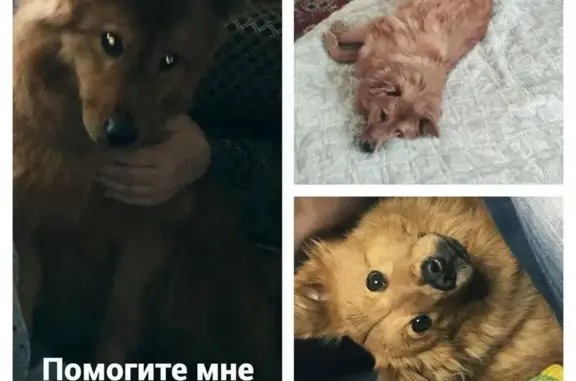 Пропала собака Аппа в ЖМ Чистая Слобода, Новосибирск