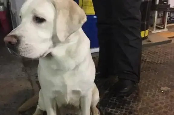 Найдена собака возле ДК НЛМК в Липецке