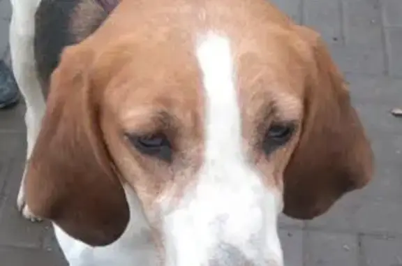 Крупная собака найдена в Краснодаре