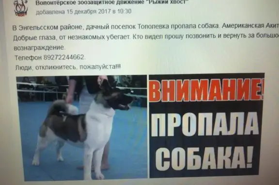 Пропала собака в Энгельсском районе, вознаграждение.