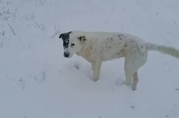 Найдена добрая собака в Малой Тополевке, Саратов