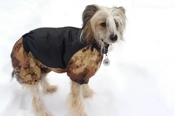 Пропала КХС собака в Брянске, нужна помощь!