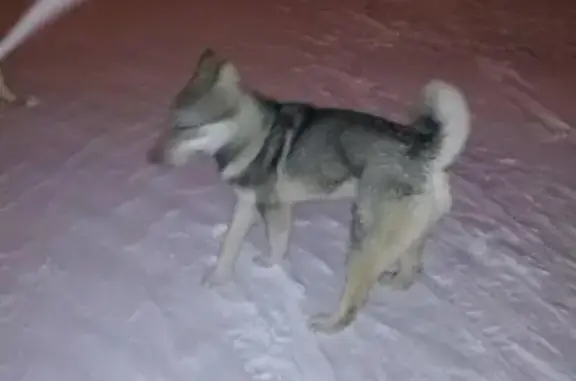 Пропала собака на Набережной, найдена без ошейника