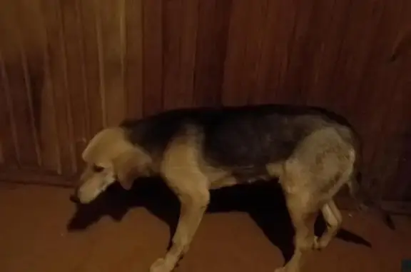 Пропала собака в пос. Боровский, Тюменская область